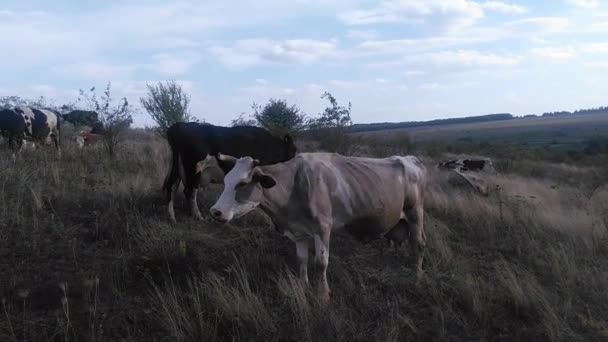 Autumn cows grazing in the field. Farming. — Stok video