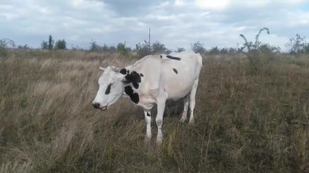 Autumn cows grazing in the field. Farming. — ストック動画