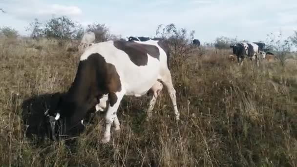 Autumn cows grazing in the field. Farming. — Stok video