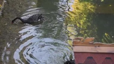 Suda yüzen bir çift siyah kuğu..