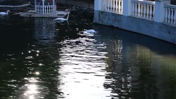 Bílé labutě plují na Labutím jezeře. — Stock video