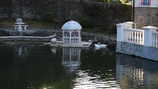 Cisnes blancos flotan en un lago de cisne . — Vídeos de Stock