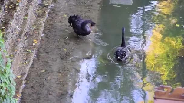 Ett par svarta svanar som flyter på vattnet. — Stockvideo