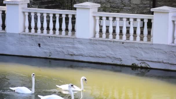 Cisnes brancos flutuam em um lago cisne . — Vídeo de Stock