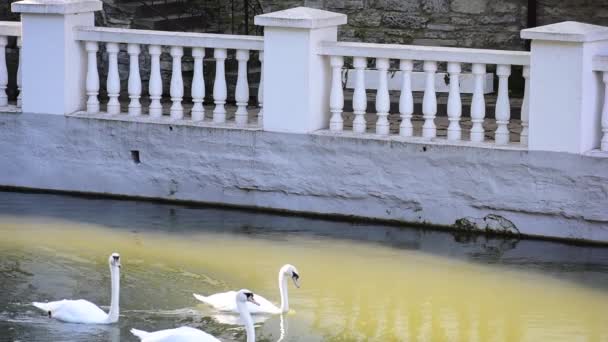 Cisnes blancos flotan en un lago de cisne . — Vídeos de Stock