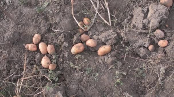 Harvesting large potatoes. — Stock Video