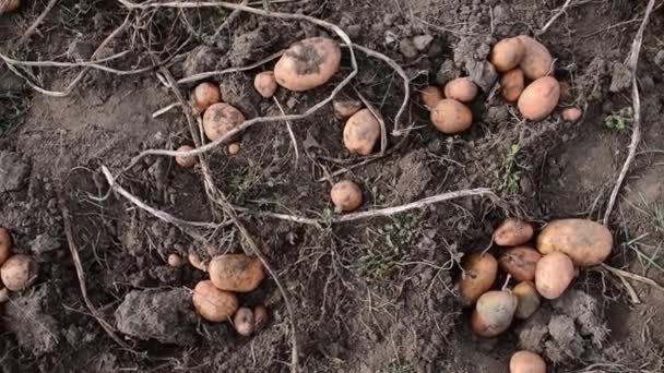 Oogsten van grote aardappelen. — Stockvideo