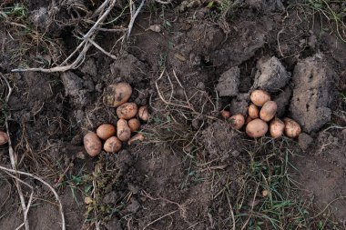 Kazılmış patates yerde yatıyor..