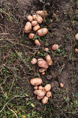 Kazılmış patates yerde yatıyor..