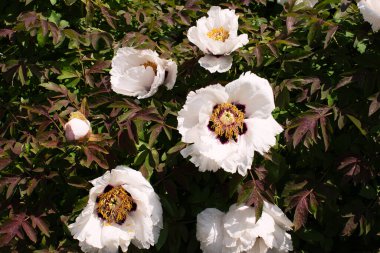Beyaz şakayıklar güzel beyaz bir çiçekle çiçek açarlar. Bahar geldi. Harika güzel çiçekler..