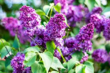 İlkbaharda güzel leylak çiçekleri açar. Makro bokeh.