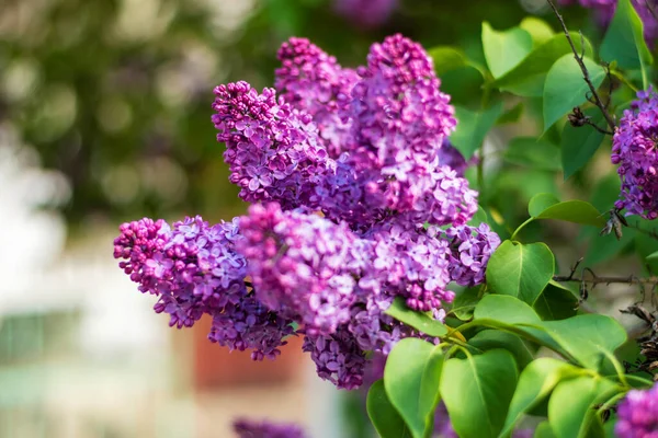 Beautiful Lilac Flowers Bloom Spring Magic Flowers Close — Stock Photo, Image