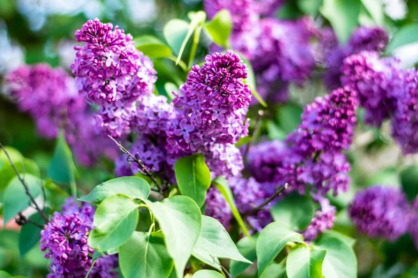 Beautiful Lilac Flowers Bloom Spring Macro Bokeh — Stock Photo, Image