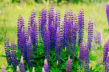 Bir grup lupin yaz çiçeği arka planı. Lupinus, lupin, mor ve mavi çiçekli lupin tarlası. Güzel vahşi yaşam güneşli yaz. Mavi çiçekler.