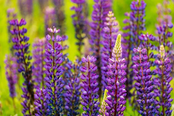 Hromada Lupinů Letní Květinové Pozadí Lupinus Lupin Vlčí Pole Růžovými — Stock fotografie