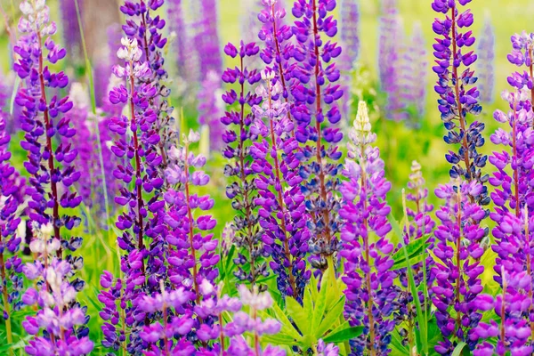 夏に総状花序を伸ばし花を咲かせます ルピナス ルピナス ピンク紫と青の花とルピナスのフィールド 美しい野生動物晴れた夏 紫と青の花 — ストック写真
