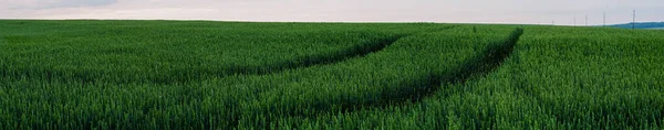 Панорама Поле Зрелой Зеленой Пшеницы Прекрасный Вид Летом Рано Голубое — стоковое фото
