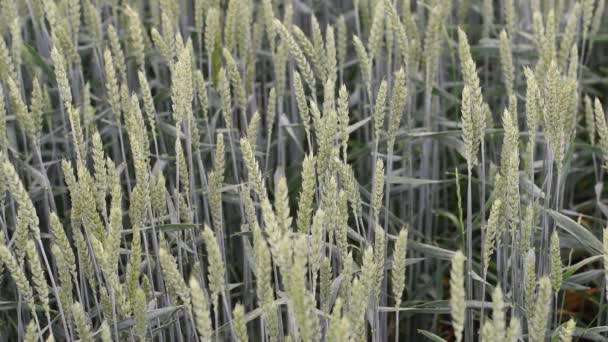 El viento sacude las espigas verdes del trigo en el campo . — Vídeos de Stock