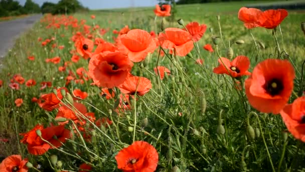 Las amapolas rojas florecen maravillosamente en verano. cámara lenta — Vídeo de stock