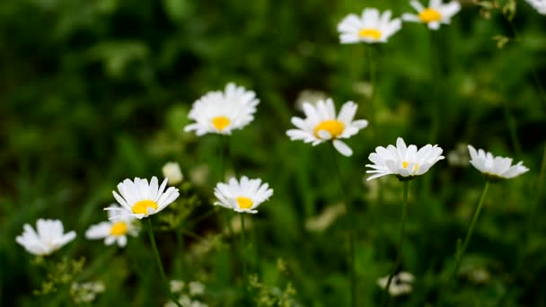 Witte prachtige madeliefjes bloeien in de zomer. Op een groene wazige achtergrond. — Stockvideo