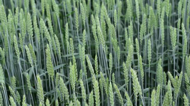 Зеленые колосья пшеницы созревают летом. the wind shakes the hears of wheat. — стоковое видео