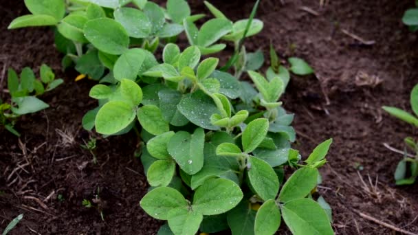 Green soybean leaves cover with dew in summer morning. — Stock Video