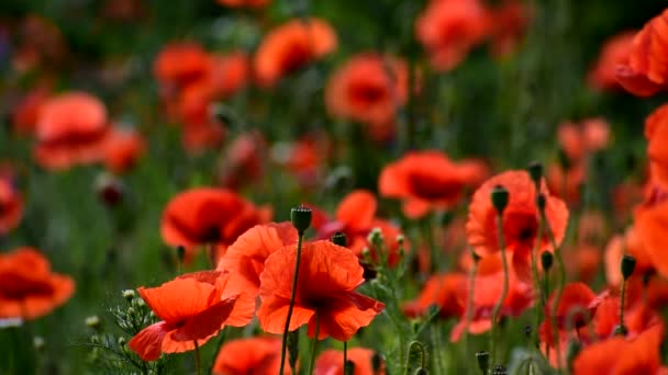 Las amapolas rojas florecen maravillosamente en verano. — Vídeo de stock