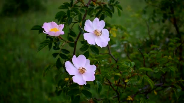 Gently blooms green rose bush. Medicinal plant — Stock Video