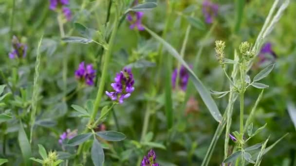 Πράσινο alfalfa πεδίο σε ώριμη. Ανθίζει με μπλε-μωβ λουλούδια. — Αρχείο Βίντεο