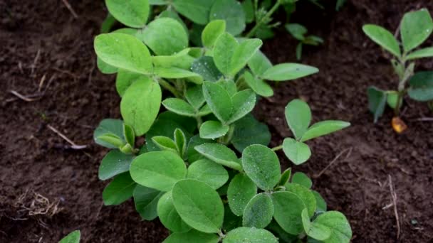 Folhas de soja verde cobrem com orvalho na manhã de verão . — Vídeo de Stock