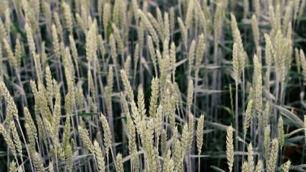Зеленые колосья пшеницы созревают летом. the wind shakes the hears of wheat. — стоковое видео