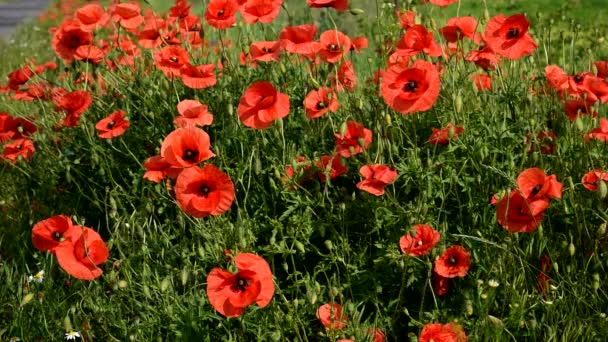 Las amapolas rojas florecen maravillosamente en verano. — Vídeos de Stock