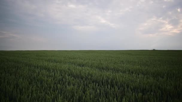 As orelhas verdes de trigo amadurecem no verão. o vento agita as espigas de trigo. — Vídeo de Stock