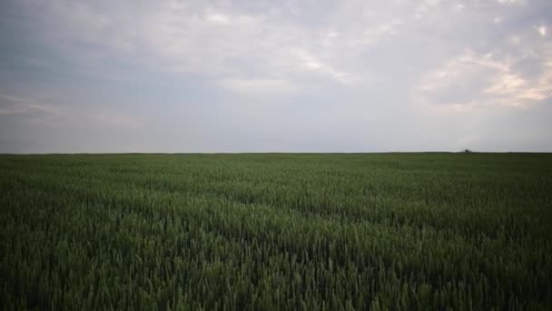Les épis verts de blé mûrissent en été. le vent secoue les épis de blé.