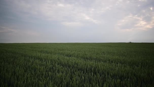 Зеленые колосья пшеницы созревают летом. the wind shakes the hears of wheat. — стоковое видео