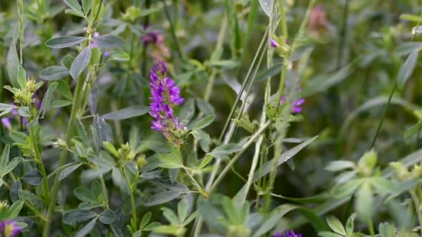 Campo de alfalfa verde a maduro. Florece con flores azul-púrpura . — Vídeos de Stock