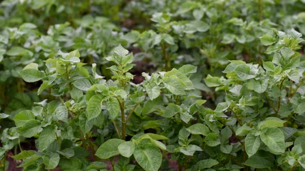 Las papas crecen en el campo. hojas verdes cubiertas de rocío. — Vídeos de Stock