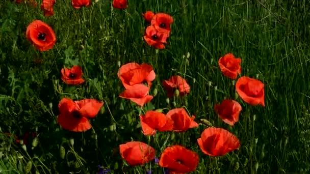 夏には赤いポピーが美しく咲きます. — ストック動画