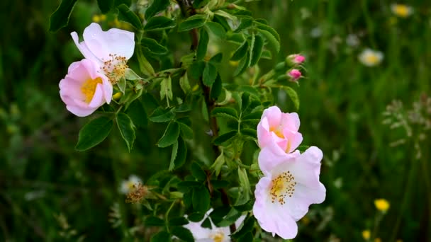 優しく緑色のバラの茂みを咲かせます。薬用植物 — ストック動画