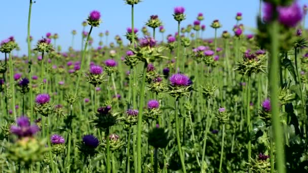 Fält av medicinalväxt Thistle. — Stockvideo