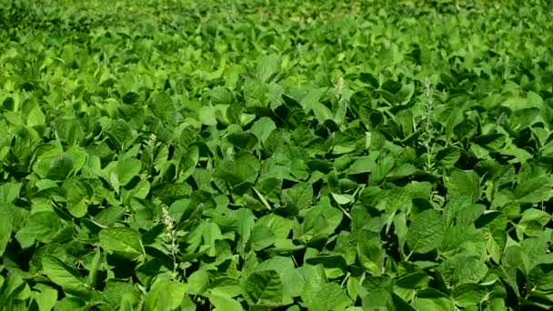 Champ de soja vert. Les feuilles balancent dans le vent. — Video