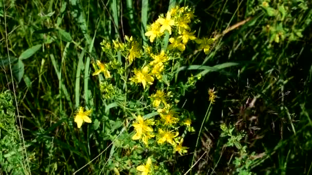 Dziurawiec zwyczajny jest rośliną leczniczą. Bardzo piękny żółty kolor. — Wideo stockowe