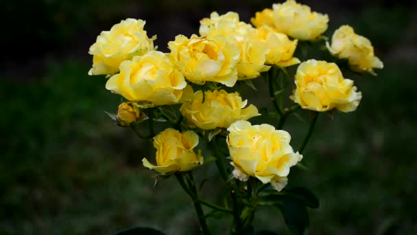 Rosas amarillas florecen muy bellamente . — Vídeos de Stock
