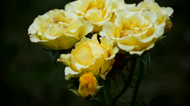 Žluté růže, které již blednou, jsou pokryty černými skvrnami — Stock video