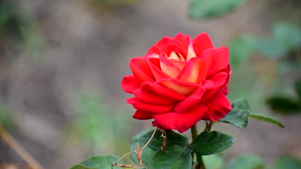 Rosa vermelha. uma bela rosa vermelha floresce lindamente. — Vídeo de Stock