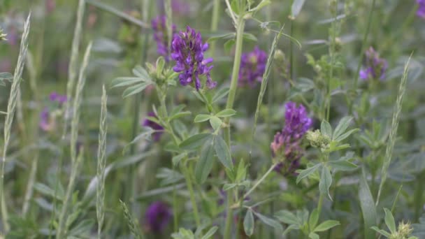 緑のアルファルファ畑が熟す。青紫色の花を咲かせます。農場での将来のヘイメイキングは. — ストック動画