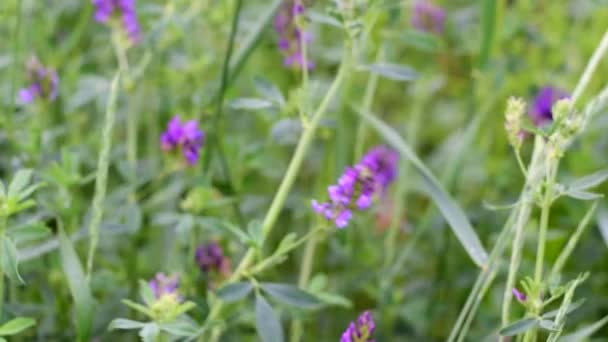 Champ de luzerne verte à maturité. Il fleurit avec des fleurs bleu-violet. future fenaison à la ferme. — Video