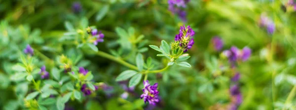 Alfalfa Bloomed Field Growing Cattle Feed Horizontal Panorama Banner — Stock Photo, Image