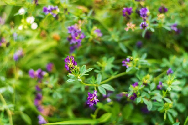 Floresce Alfafa Com Flores Roxas Crescendo Alimentação Animal Fazenda Fundo — Fotografia de Stock