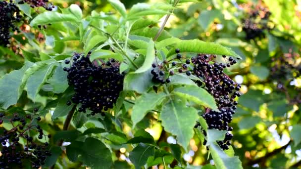 Ripe Black Elderberries Hang On Bushes. — Stock Video